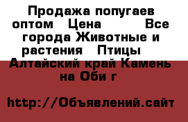 Продажа попугаев оптом › Цена ­ 500 - Все города Животные и растения » Птицы   . Алтайский край,Камень-на-Оби г.